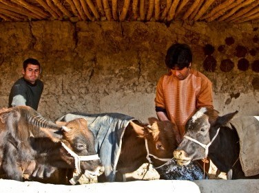 Chanar Gul with his cows