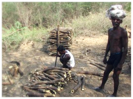 Villagers collecting wood to make firecoal |Paramesvaramangalam |Tamil Nadu, India