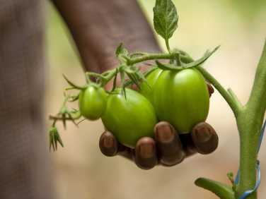 Green Tomatoes grown by Alice Maina | Hand in Hand | Kiambu county, Kenya