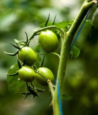 kithamani tomatoes