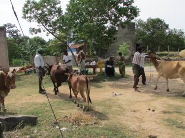 Livestock health care camp | Paramesvaramangalan, India