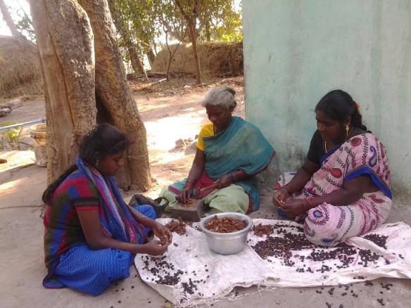 Tamarind fruit extraction | Paramesvaramangalan, India