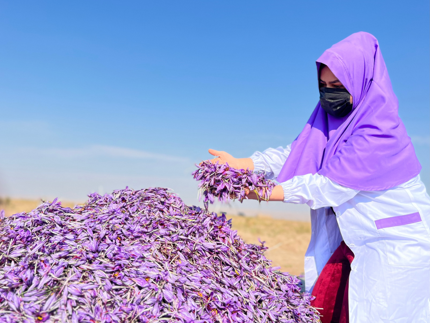 woman in a purple hijab and a black facemask holding up a pile of purple crocus petals