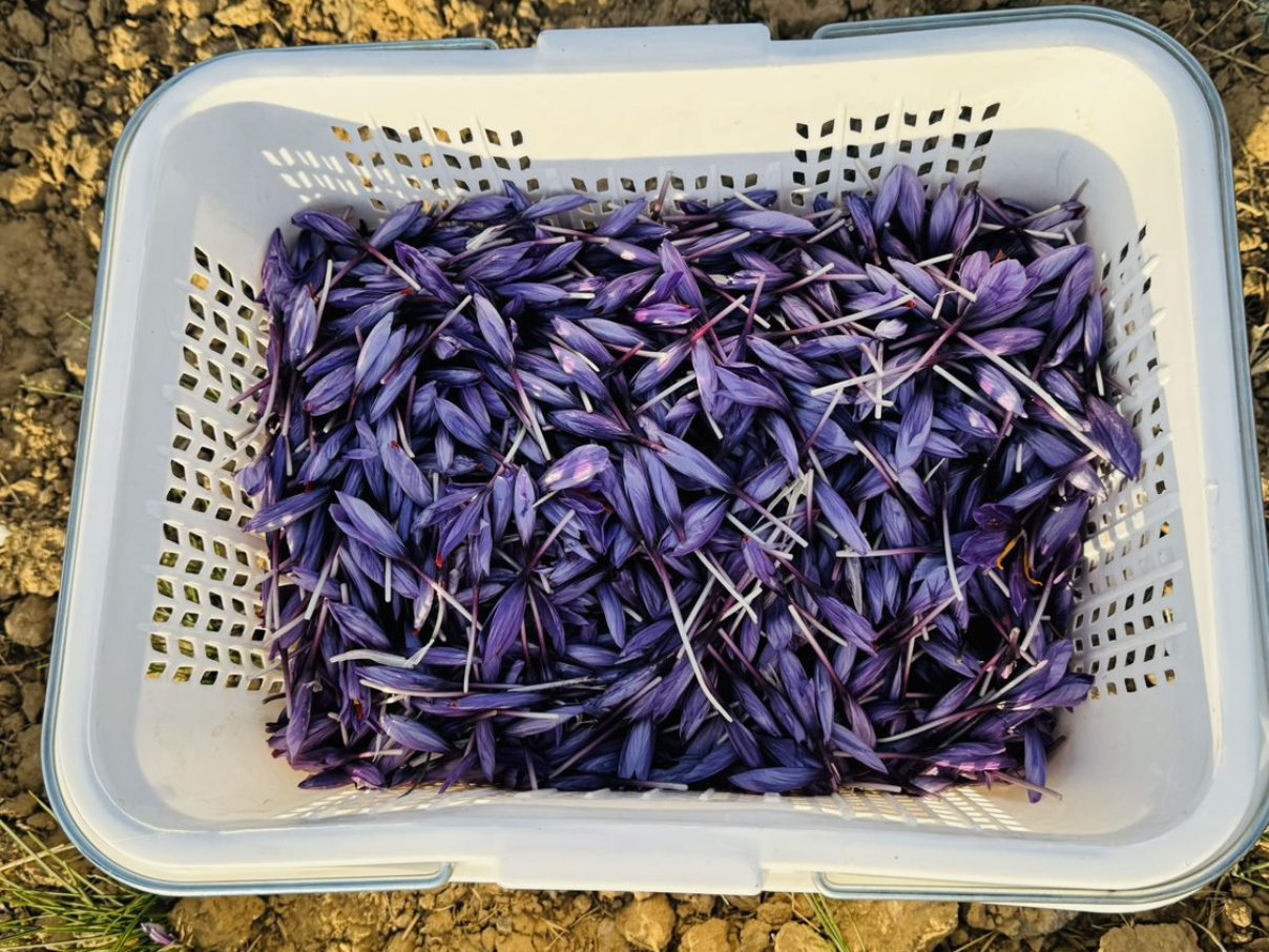 Hand in Hand’s saffron project attains vital ISO certification